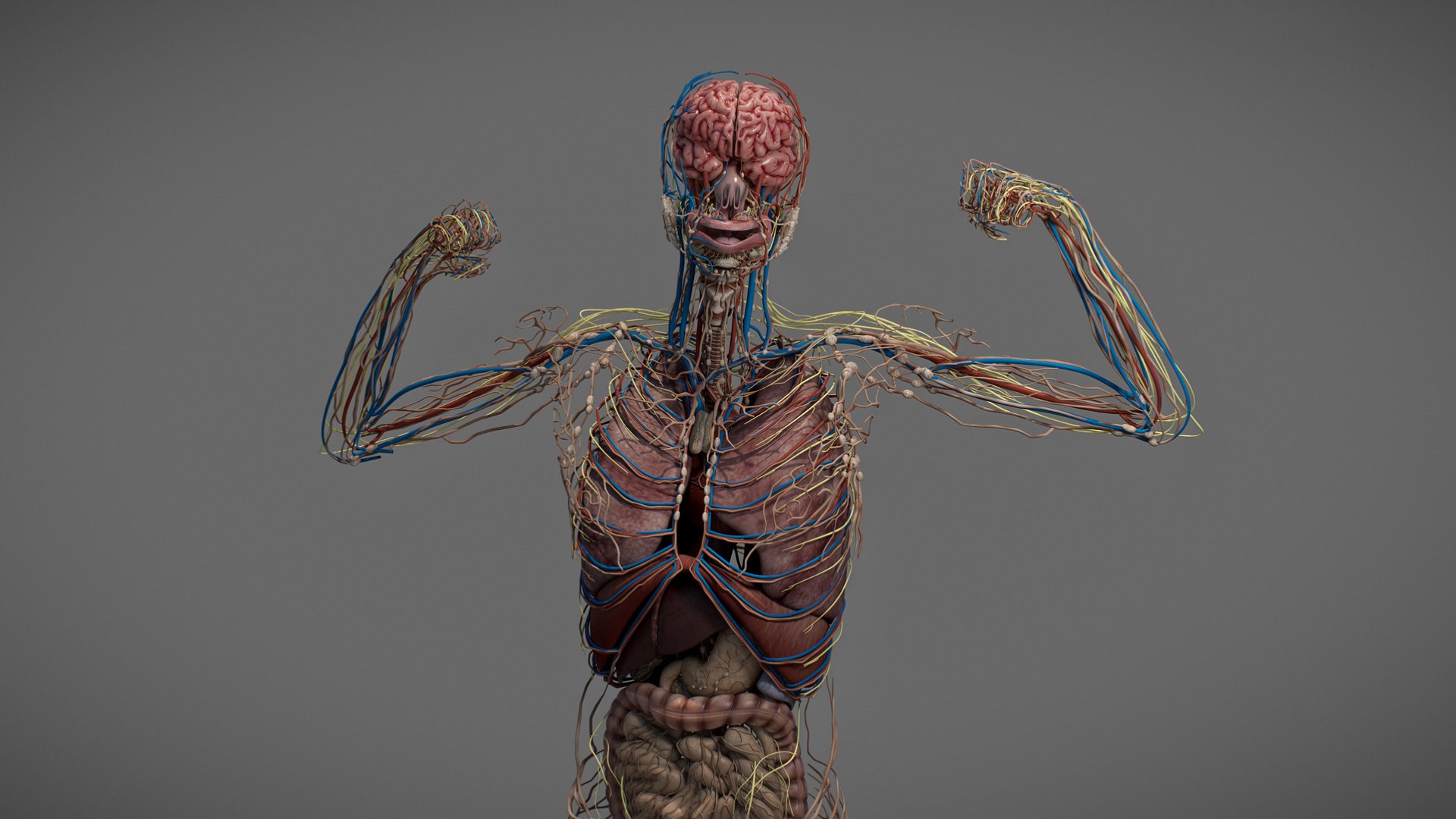3D Male Anatomy Rigged  Animated https://p.turbosquid.com/ts-thumb/FL/xREgZs/K2/3danatomymaleriggedanimatedmaya10/jpg/1780562618/1920x1080/fit_q87/6229894f44d8b9b73e1d16f9027be6d6c70649f4/3danatomymaleriggedanimatedmaya10.jpg