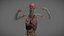 Male Anatomy Rigged  Animated