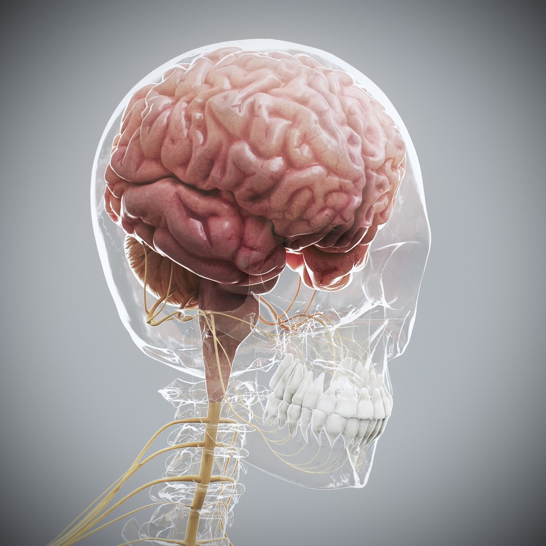 3D Male Anatomy Rigged  Animated https://p.turbosquid.com/ts-thumb/FL/xREgZs/Ko/3danatomymaleriggedanimatedmaya20/jpg/1780562623/1920x1080/fit_q87/bab48001b9ea85991fd3c24aa30d65a763c8fb18/3danatomymaleriggedanimatedmaya20.jpg