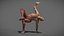 Male Anatomy Rigged  Animated