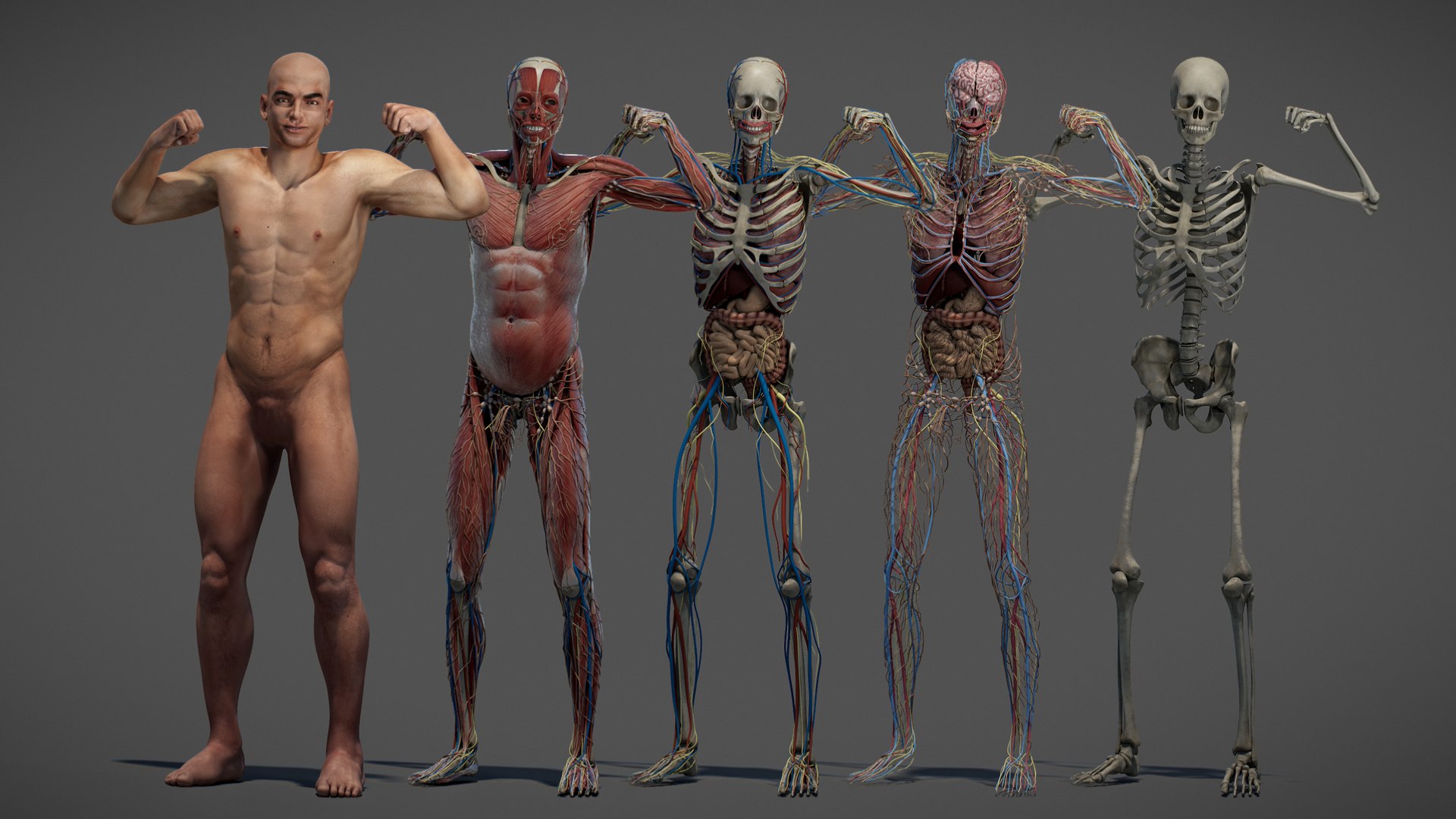 3D Male Anatomy Rigged  Animated https://p.turbosquid.com/ts-thumb/FL/xREgZs/O9/3danatomymaleriggedanimatedmaya02/jpg/1780562614/1920x1080/fit_q87/3bd49e496cbfa6ccc0d6ddd361616268e0814993/3danatomymaleriggedanimatedmaya02.jpg