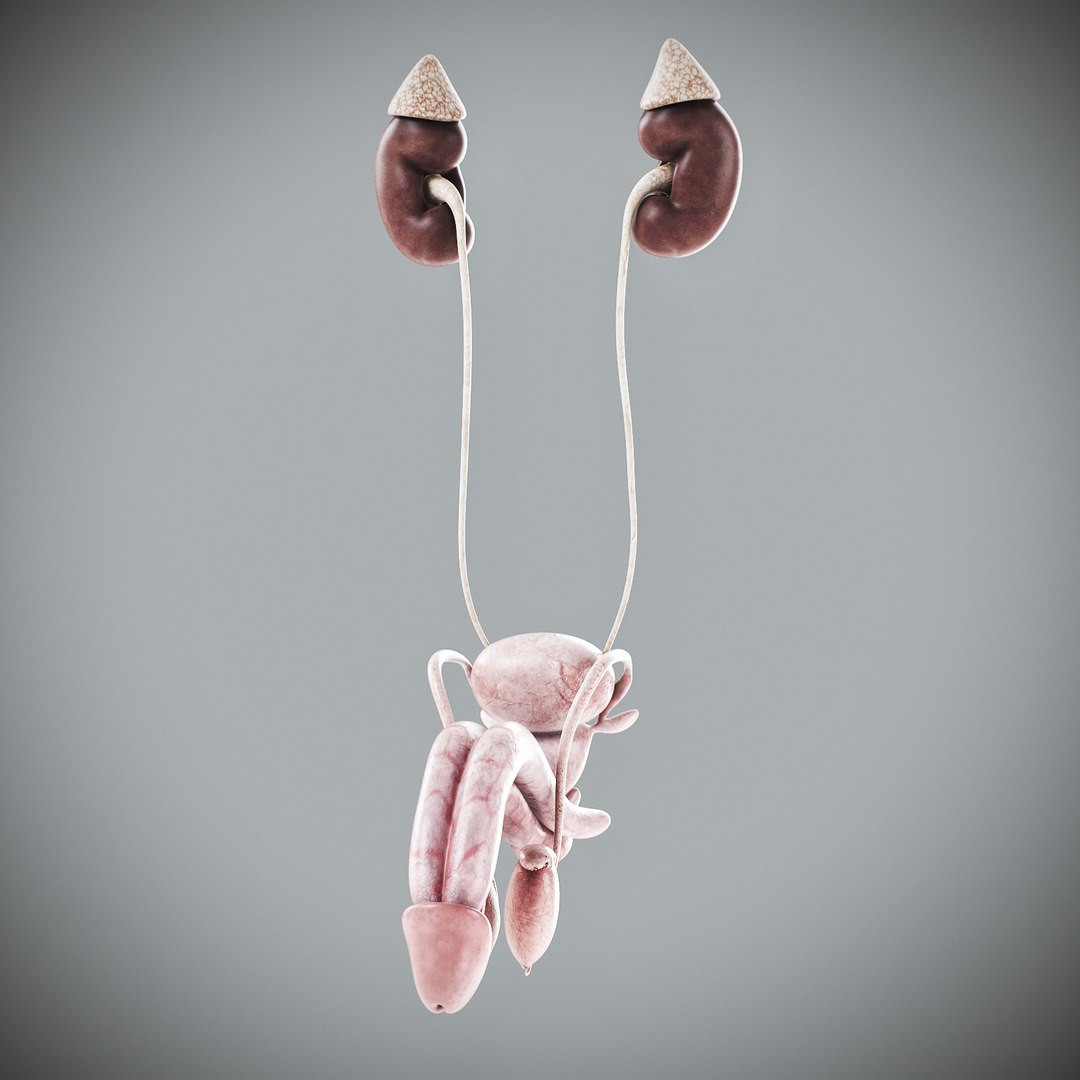3D Male Anatomy Rigged  Animated https://p.turbosquid.com/ts-thumb/FL/xREgZs/PU/3danatomymaleriggedanimatedmaya30/jpg/1780562628/1920x1080/fit_q87/f13c5be654dad5f7fff128af536dc40c4b7e4bad/3danatomymaleriggedanimatedmaya30.jpg