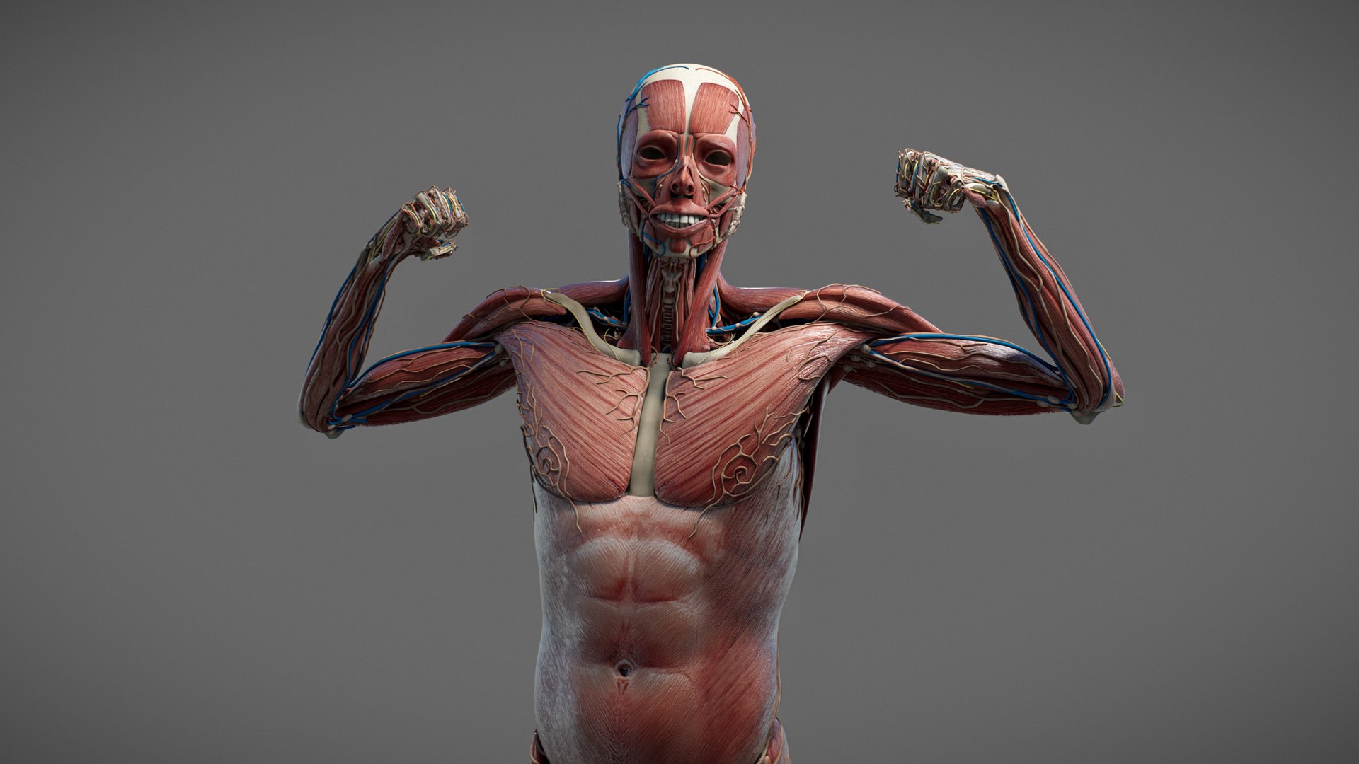 3D Male Anatomy Rigged  Animated https://p.turbosquid.com/ts-thumb/FL/xREgZs/bJ/3danatomymaleriggedanimatedmaya08/jpg/1780562617/1920x1080/fit_q87/8440e201249ff5e86d12791baa67315150956777/3danatomymaleriggedanimatedmaya08.jpg