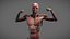 Male Anatomy Rigged  Animated
