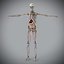 Male Anatomy Rigged  Animated