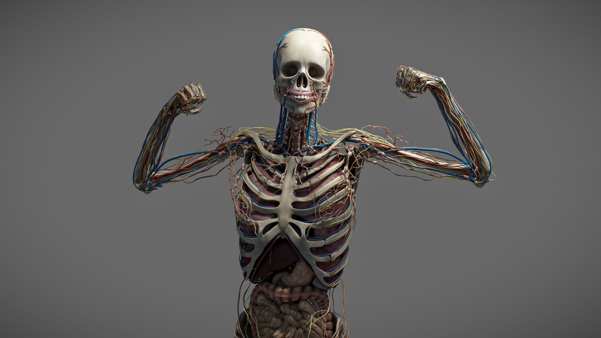 3D Male Anatomy Rigged  Animated https://p.turbosquid.com/ts-thumb/FL/xREgZs/fV/3danatomymaleriggedanimatedmaya09/jpg/1780562618/1920x1080/fit_q87/3799b7e9b1f222b17761c70b83dbe351c9125e78/3danatomymaleriggedanimatedmaya09.jpg