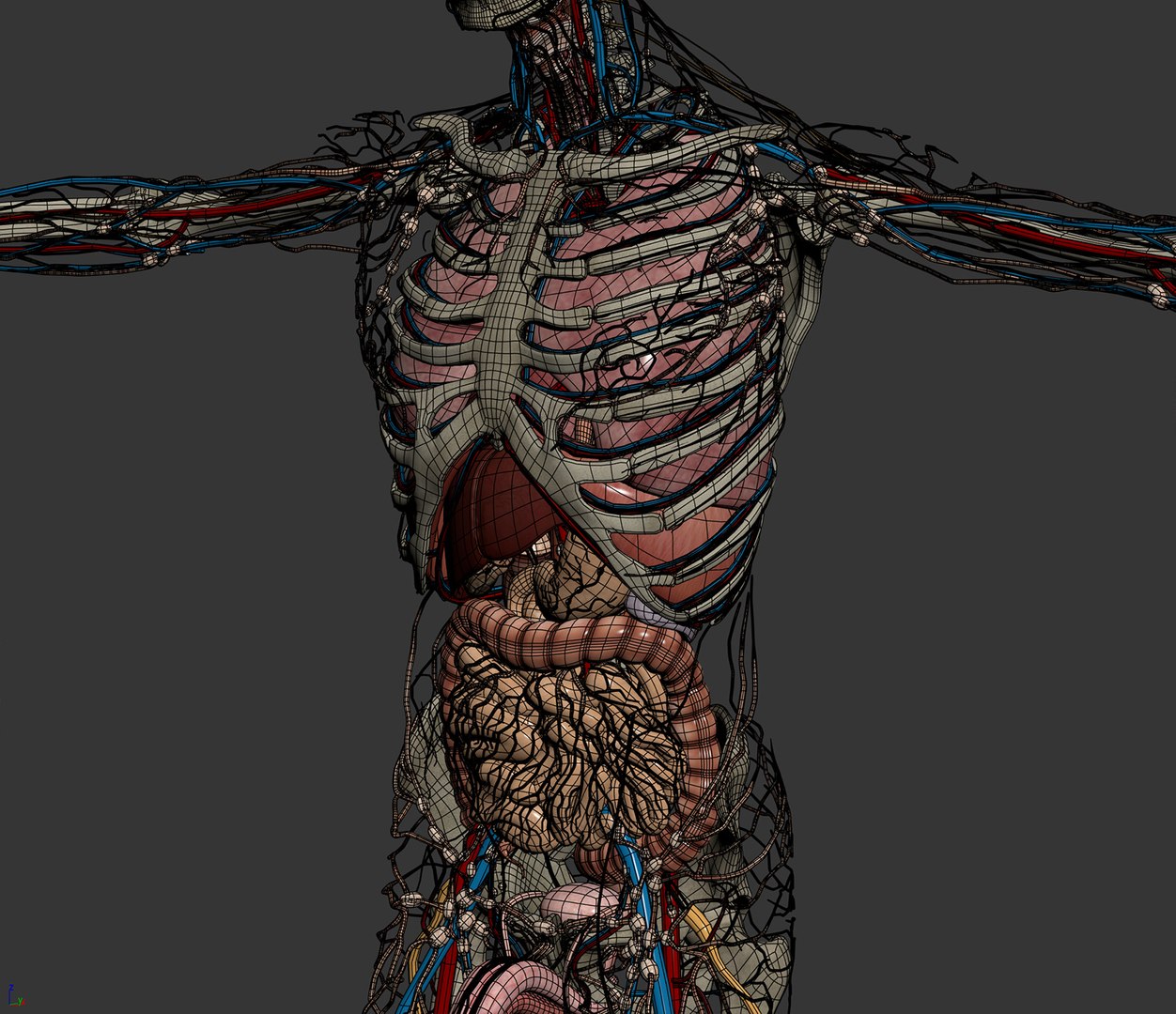 3D Male Anatomy Rigged  Animated https://p.turbosquid.com/ts-thumb/FL/xREgZs/j1/3danatomymaleriggedanimatedmaya18/jpg/1780562622/1920x1080/fit_q87/dfa760a3c7c13fe3d6ee8d9f4b8298ab899b6da6/3danatomymaleriggedanimatedmaya18.jpg