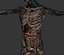 Male Anatomy Rigged  Animated