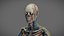 Male Anatomy Rigged  Animated