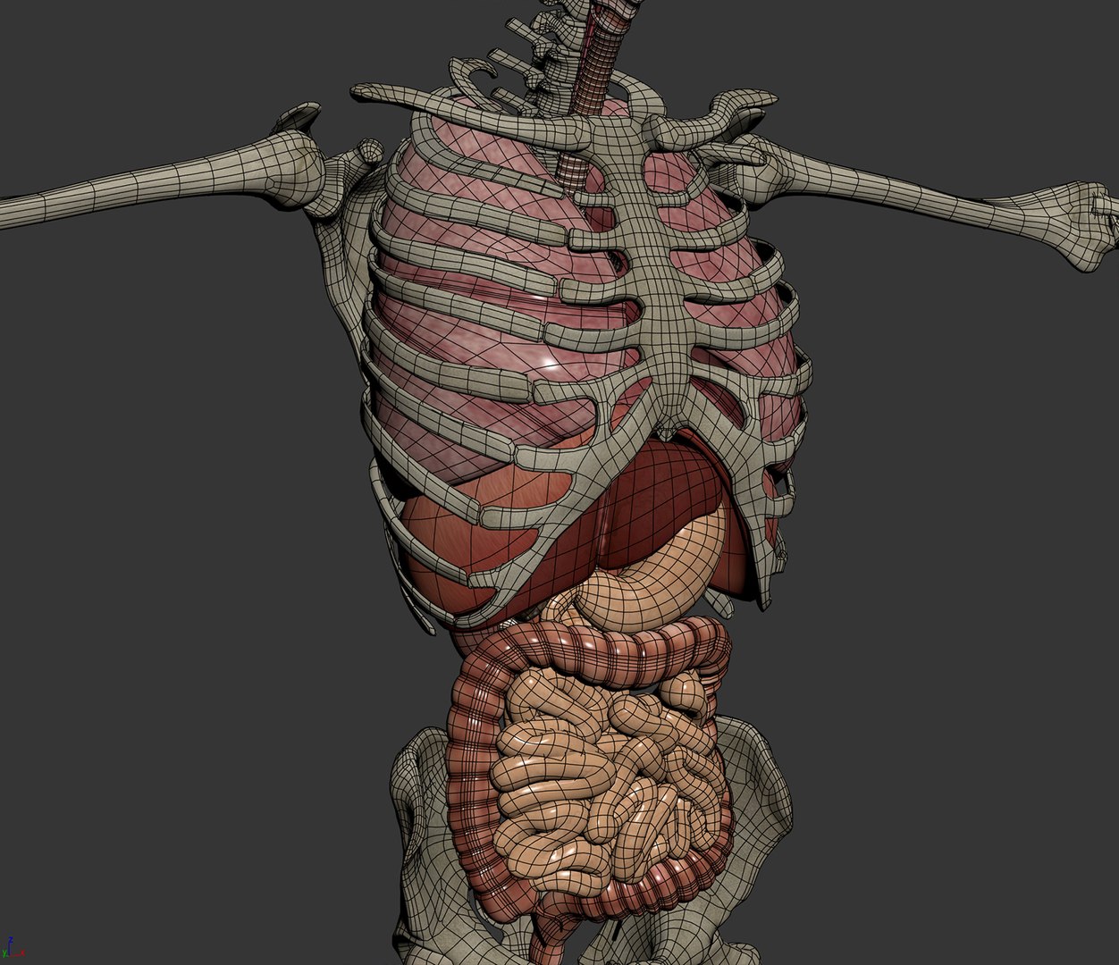 3D Male Anatomy Rigged  Animated https://p.turbosquid.com/ts-thumb/FL/xREgZs/jQ/3danatomymaleriggedanimatedmaya19/jpg/1780562623/1920x1080/fit_q87/dfb43962f405552ee8b5af7d695321d57898b384/3danatomymaleriggedanimatedmaya19.jpg