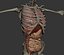 Male Anatomy Rigged  Animated