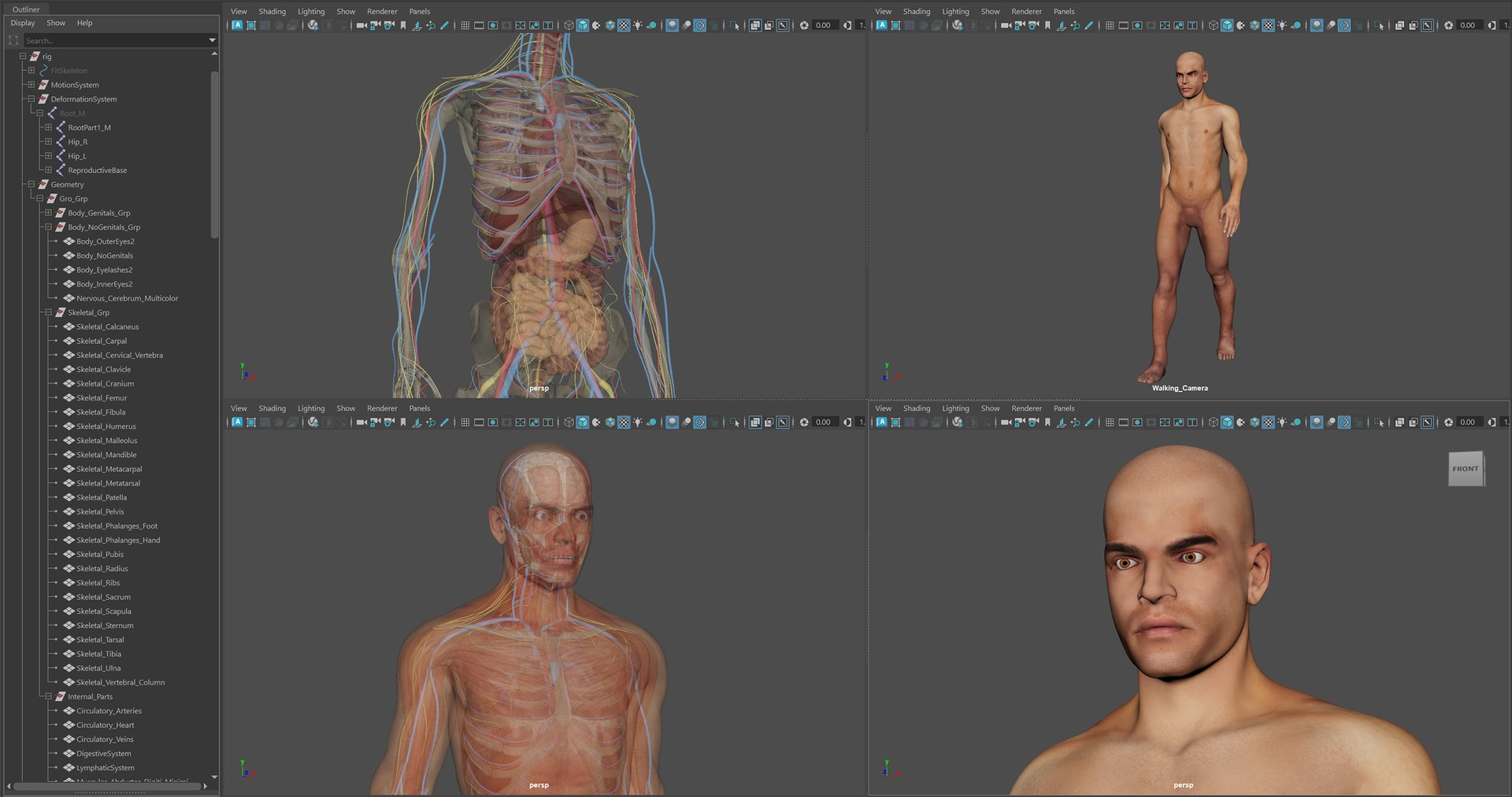 3D Male Anatomy Rigged  Animated https://p.turbosquid.com/ts-thumb/FL/xREgZs/rJ/3danatomymaleriggedanimatedmaya12/jpg/1780562619/1920x1080/fit_q87/e7fa5d54ef89e987a780c0b549627af0097e0487/3danatomymaleriggedanimatedmaya12.jpg