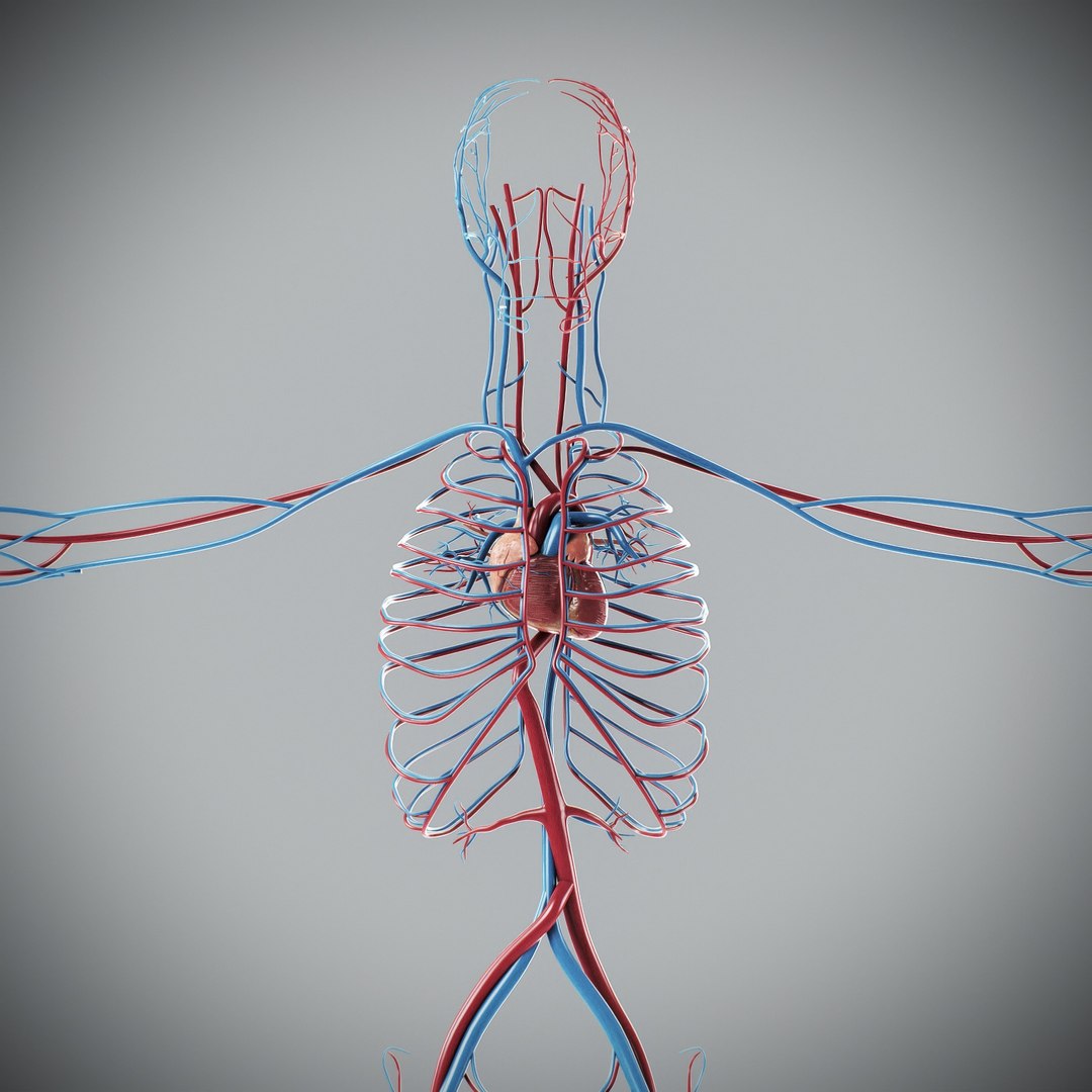 3D Male Anatomy Rigged  Animated https://p.turbosquid.com/ts-thumb/FL/xREgZs/ri/3danatomymaleriggedanimatedmaya25/jpg/1780562626/1920x1080/fit_q87/7728c4061313a5886b3e11eedec76e2b5de33b82/3danatomymaleriggedanimatedmaya25.jpg