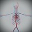 Male Anatomy Rigged  Animated