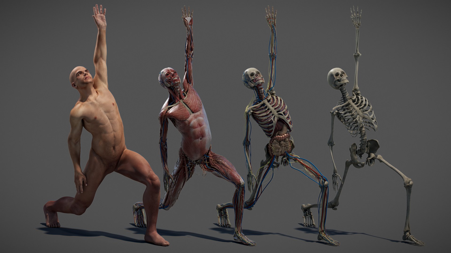 3D Male Anatomy Rigged  Animated https://p.turbosquid.com/ts-thumb/FL/xREgZs/uD/3danatomymaleriggedanimatedmaya03/jpg/1780562615/1920x1080/fit_q87/8001dbdb0d104841d229bc53ee23bdc3a391753b/3danatomymaleriggedanimatedmaya03.jpg