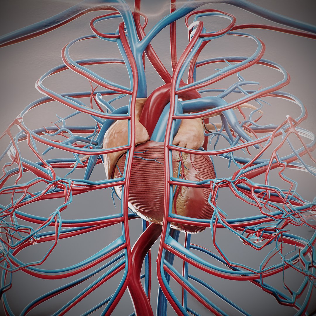 3D Male Anatomy Rigged  Animated https://p.turbosquid.com/ts-thumb/FL/xREgZs/v3/3danatomymaleriggedanimatedmaya26/jpg/1780562626/1920x1080/fit_q87/4ae2554e306c2e1b5c1edf83ea5f0a3ccd32eeee/3danatomymaleriggedanimatedmaya26.jpg