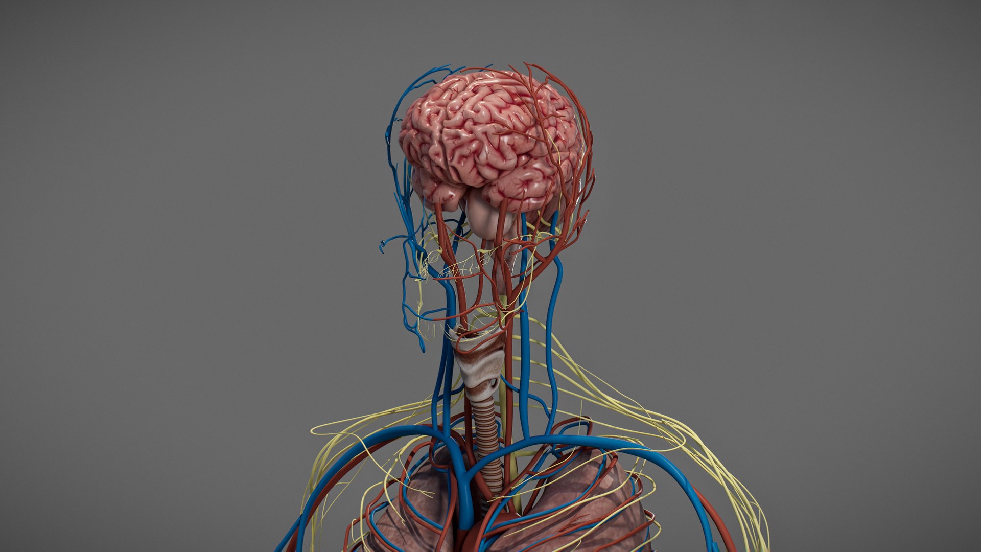 3D Male Anatomy Rigged  Animated https://p.turbosquid.com/ts-thumb/FL/xREgZs/xI/3danatomymaleriggedanimatedmaya24/jpg/1780562625/1920x1080/fit_q87/5922a2b5427a25d67b82f20673339a1bc7a6c774/3danatomymaleriggedanimatedmaya24.jpg
