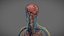 Male Anatomy Rigged  Animated