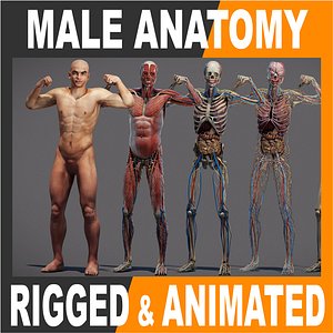 3D Male Anatomy Rigged  Animated