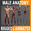 Male Anatomy Rigged  Animated