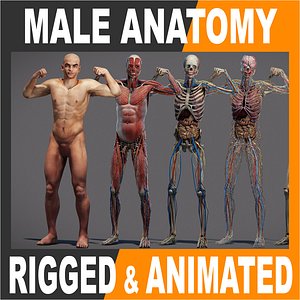 Male Anatomy Rigged Animated