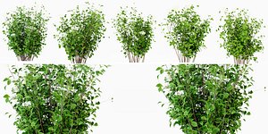 3D Collection plant vol 308 - blender model model