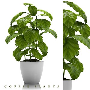 coffee plant pot 3d max