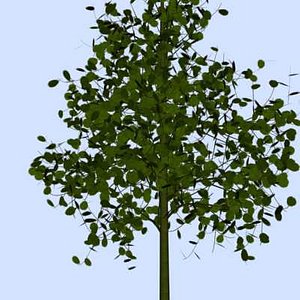 free max model tree