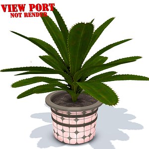 aloe vera pot plant 3D model