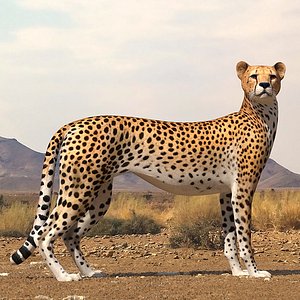 3D cheetah rigged