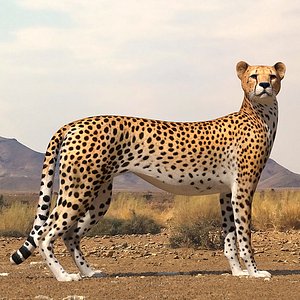 Cheetah Rigged for Cinema 4D