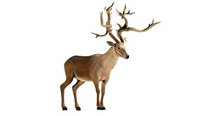 deer animal wildlife 3D model