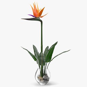 3D Strelitzia Reginae Bird of Paradise Flower in Vase model