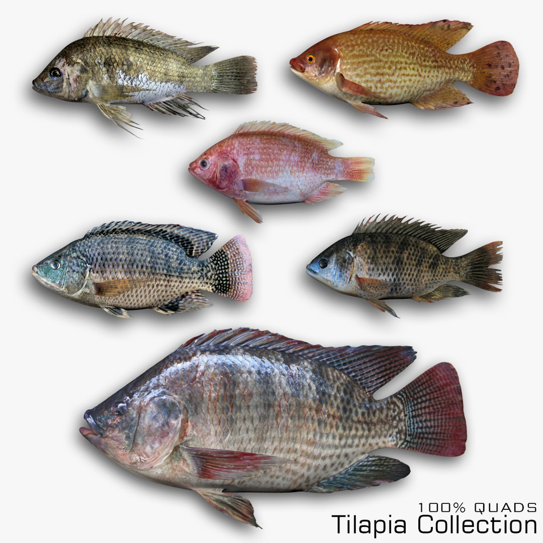 3D Tilapia Collection - TurboSquid 1812131