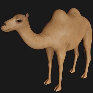 Fully Rigged low poly camel