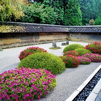 Azalea Rhododendron