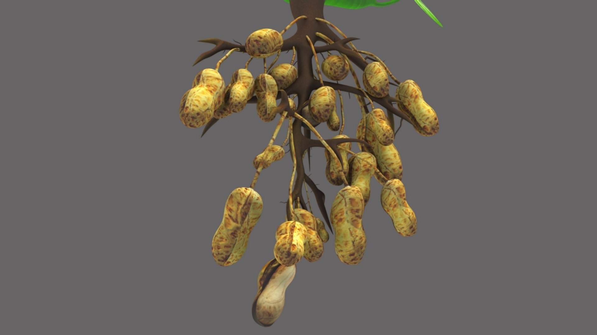 3D model peanut groundnut https://p.turbosquid.com/ts-thumb/FN/CrLone/EIqHsEqT/b1641groundnettree_2/jpg/1520410381/1920x1080/fit_q87/37eba29a451f79ac28407ebf5c9f5ff4d9a2a8e2/b1641groundnettree_2.jpg