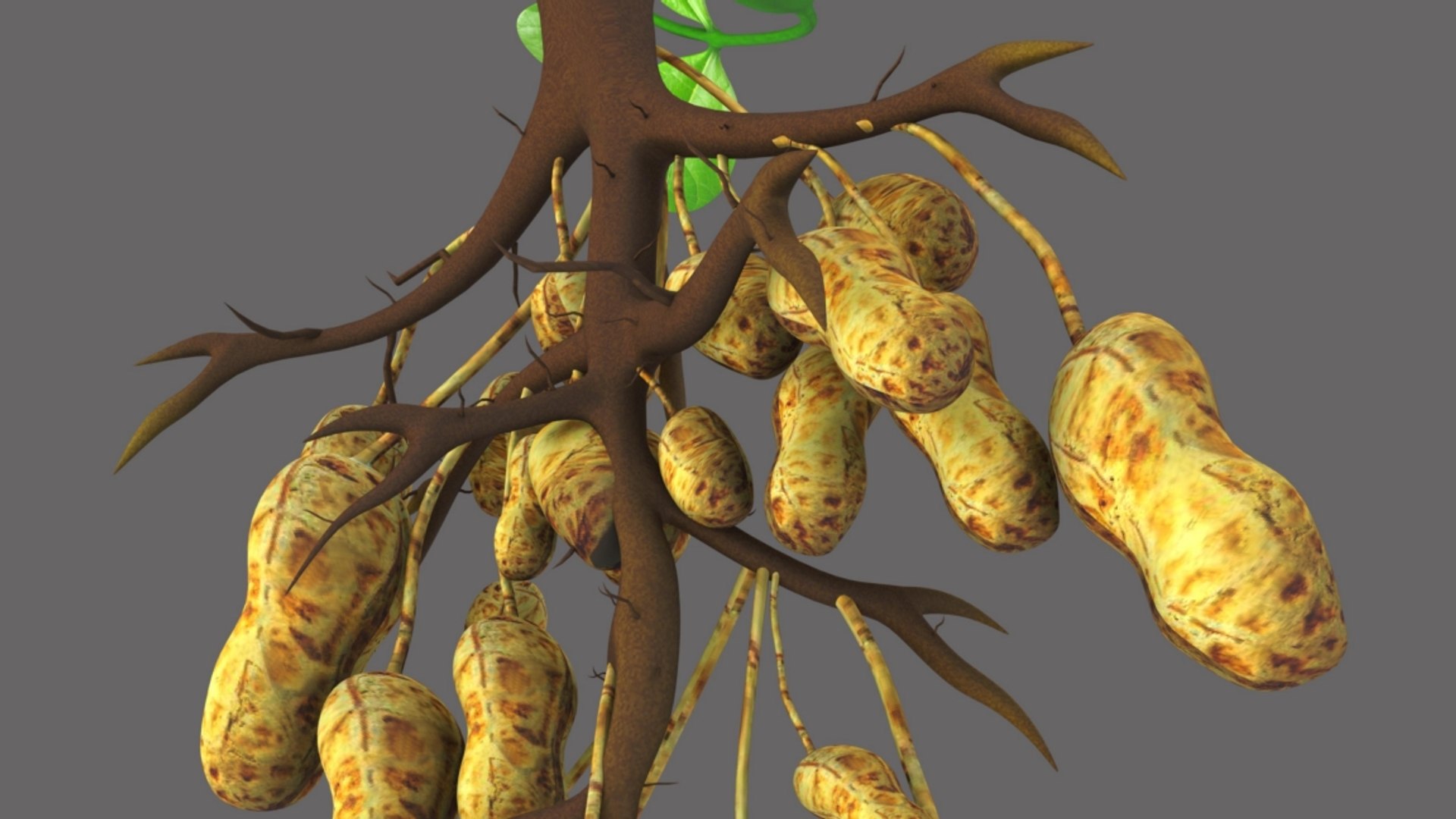 3D model peanut groundnut https://p.turbosquid.com/ts-thumb/FN/CrLone/I5j7uf8a/b1641groundnettree_3/jpg/1520410381/1920x1080/fit_q87/a46d6d16f8b2c438739bfd59b7b236a4e5143415/b1641groundnettree_3.jpg