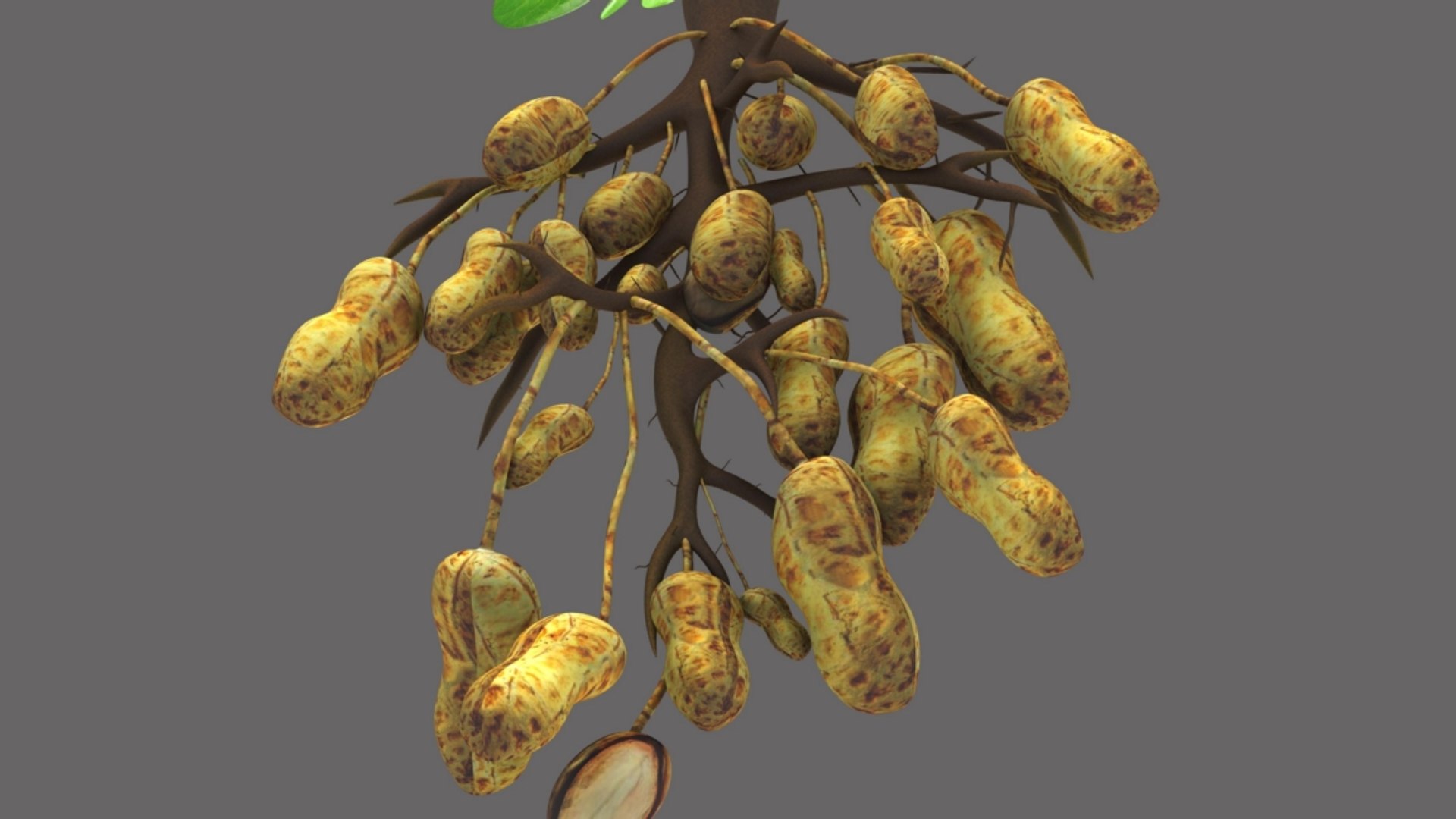 3D model peanut groundnut https://p.turbosquid.com/ts-thumb/FN/CrLone/f7xSdO6l/b1641groundnettree_6/jpg/1520410381/1920x1080/fit_q87/82b98bebb78fe7d63bf6da602bd92b58569ff992/b1641groundnettree_6.jpg