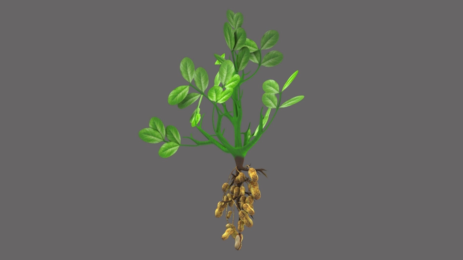 3D model peanut groundnut https://p.turbosquid.com/ts-thumb/FN/CrLone/gKD3s4WY/b1641groundnettree_5/jpg/1520410381/1920x1080/fit_q87/fa34bfe29ae5f81325ba0ebb3cd592785596f2cd/b1641groundnettree_5.jpg