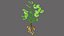 Groundnut Tree