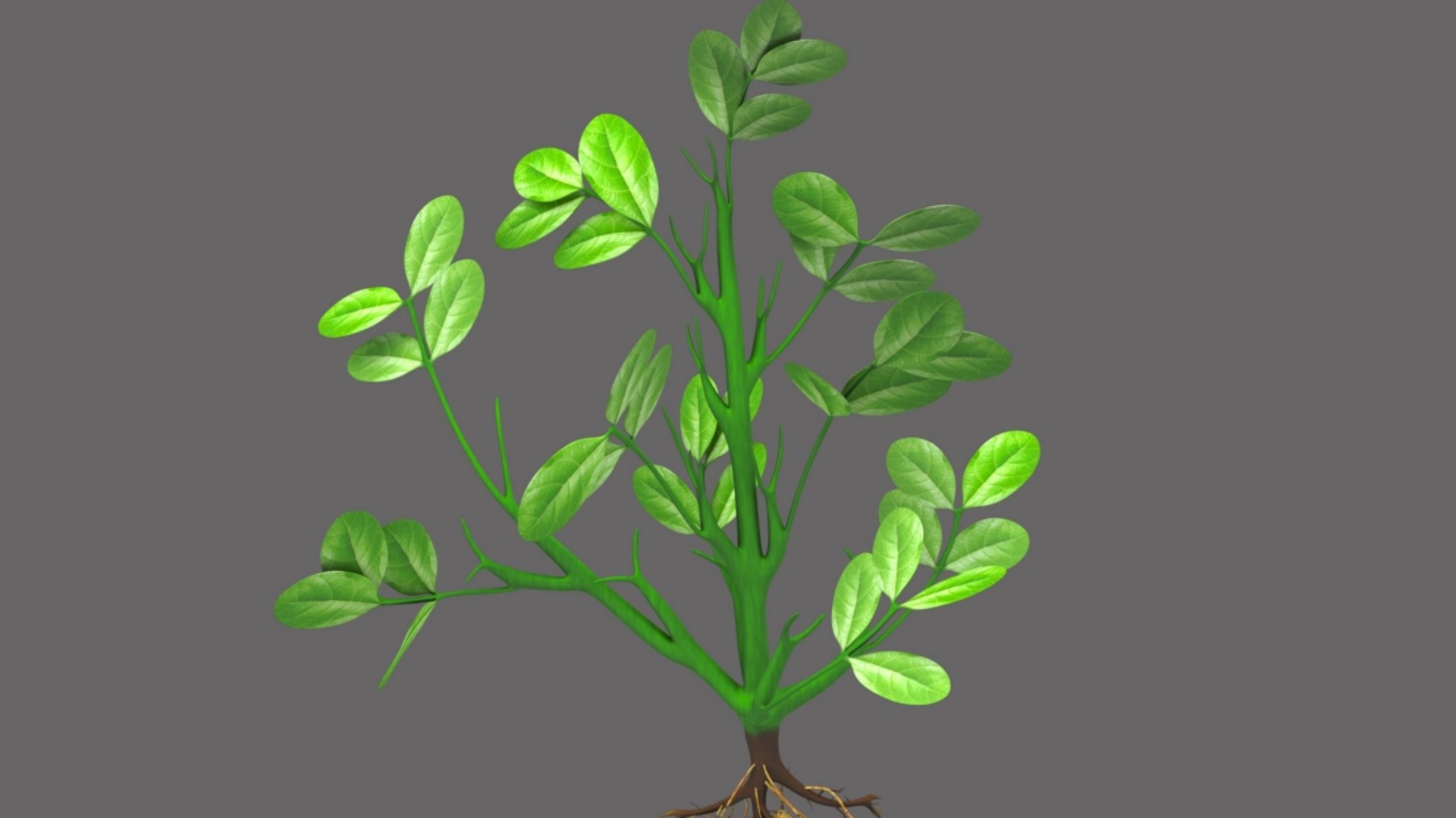 3D model peanut groundnut https://p.turbosquid.com/ts-thumb/FN/CrLone/yZDamSc7/b1641groundnettree_4/jpg/1520410381/1920x1080/fit_q87/67dd69f2758ec14ede28826c05c49edf6e403a26/b1641groundnettree_4.jpg