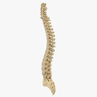 Human Spine Bones Anatomy With Intervertibral Disks 01