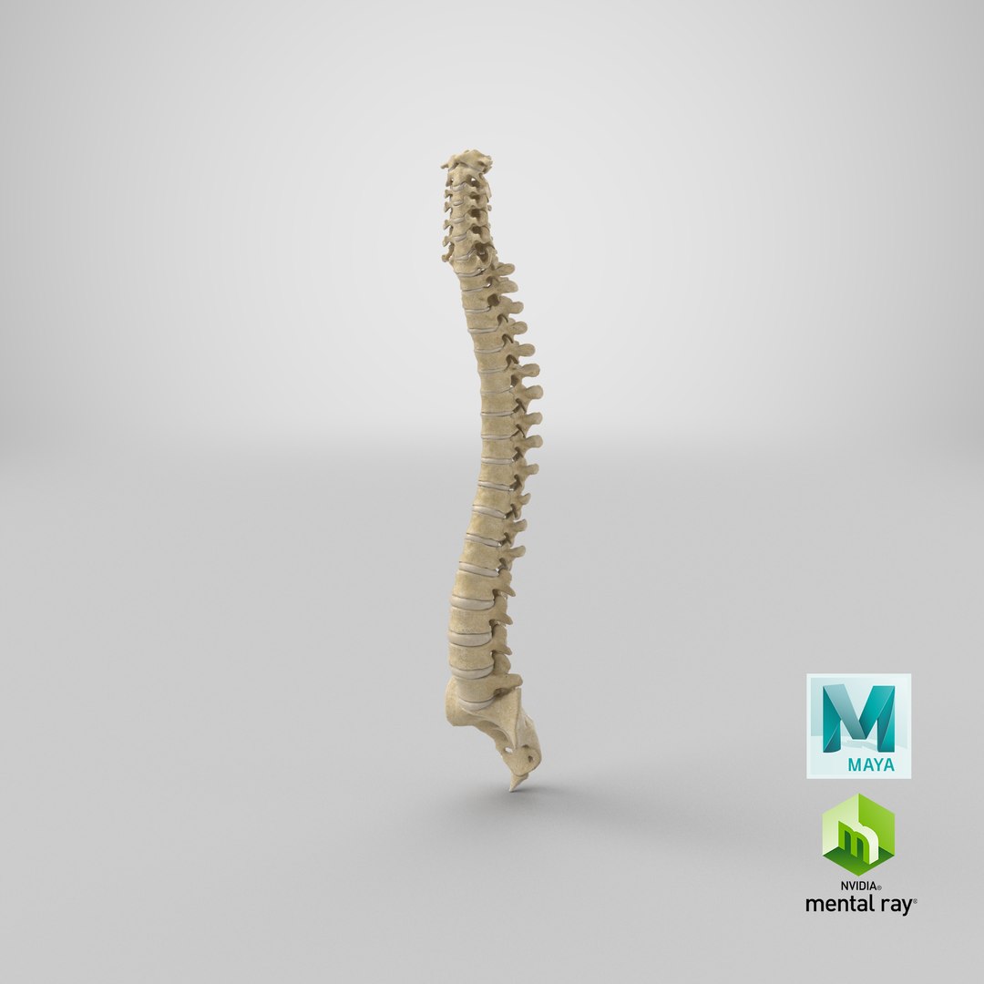 3D Human Spine 01 - TurboSquid 1602411
