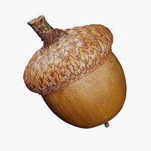 どんぐり3Dモデルダウンロード用。TurboSquid