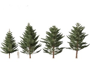 Araucaria heterophylla - Norfolk Island pine 03