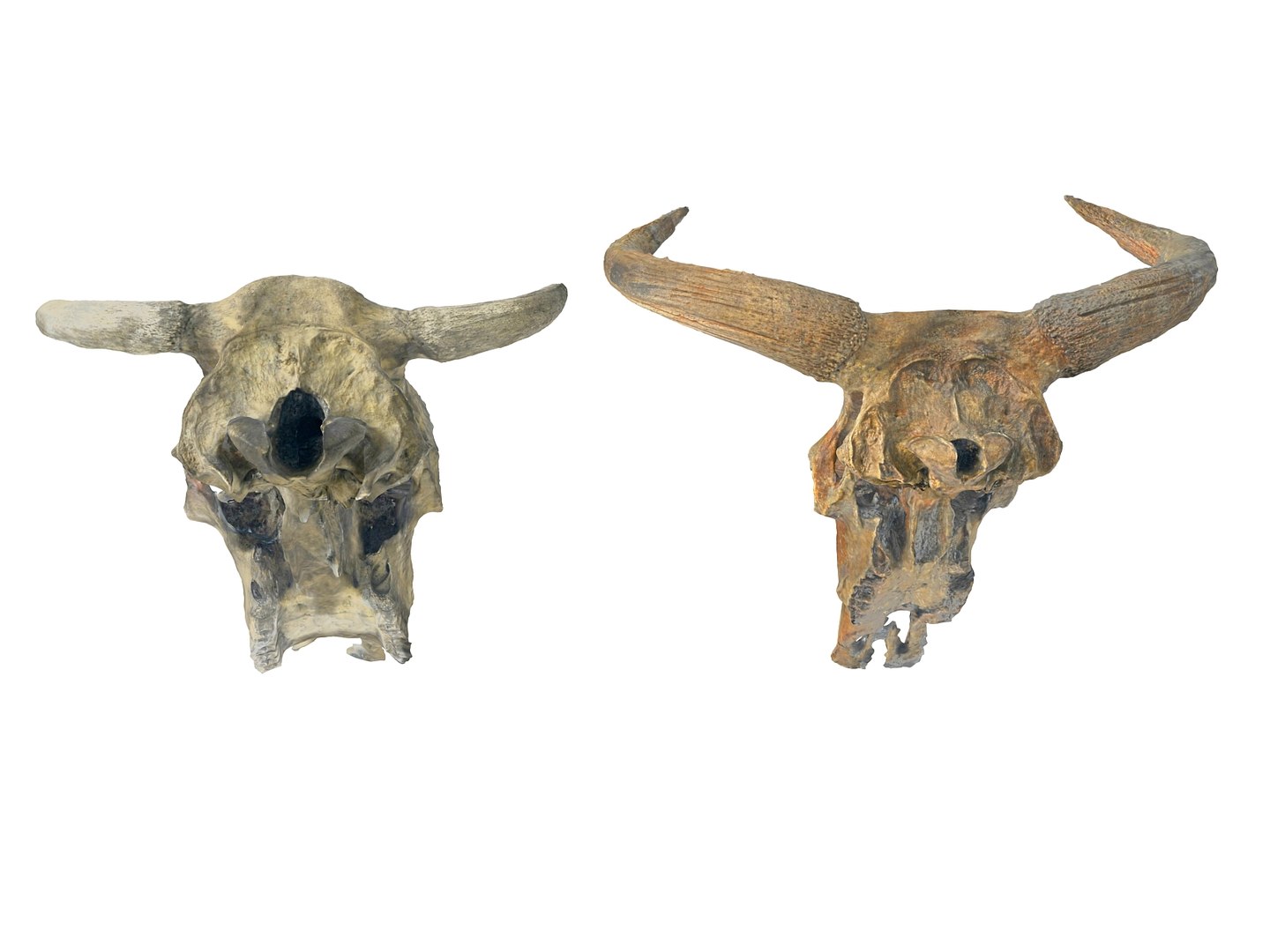 3D animals skeleton skull pack https://p.turbosquid.com/ts-thumb/FN/rkO7hf/76osUfNM/9090/jpg/1591213672/1920x1080/fit_q87/5d07e5e9aebf389c09538686044ba1733333011f/9090.jpg