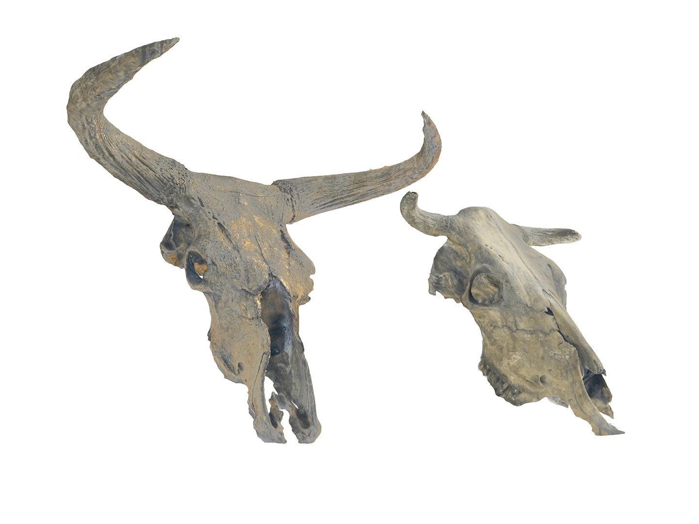 3D animals skeleton skull pack https://p.turbosquid.com/ts-thumb/FN/rkO7hf/DrTuqROg/89009/jpg/1591213672/1920x1080/fit_q87/cf06892ca8a4d0dbc5fa04fe6e715bd57149e4d5/89009.jpg