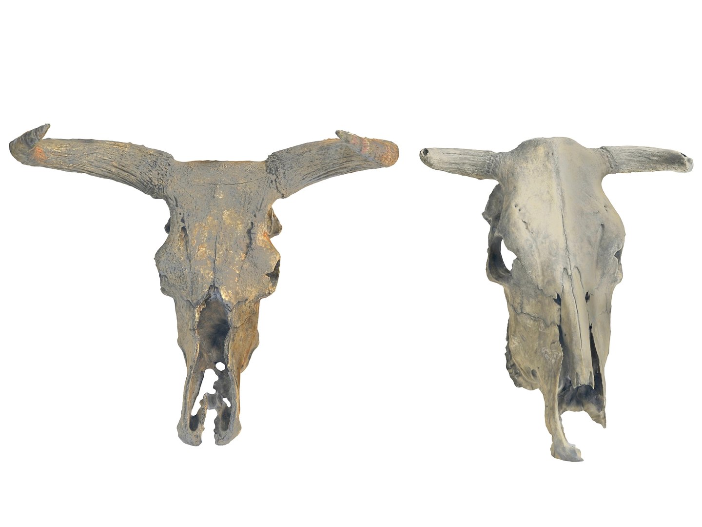 3D animals skeleton skull pack https://p.turbosquid.com/ts-thumb/FN/rkO7hf/FfOPCekN/090/jpg/1591213672/1920x1080/fit_q87/a92e33e320326a14a015e9bfed5838d427a74782/090.jpg