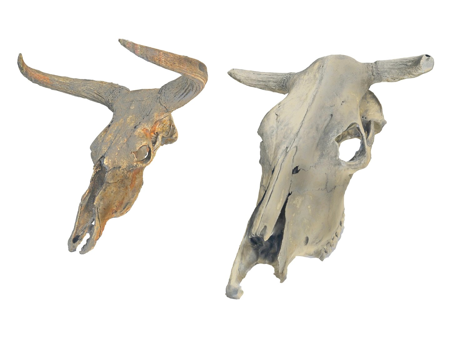 3D animals skeleton skull pack https://p.turbosquid.com/ts-thumb/FN/rkO7hf/ZYIM2Cn5/0900/jpg/1591213672/1920x1080/fit_q87/f870b2b9e19fc5bbaf8dbf4debe7bb28ad6824bd/0900.jpg